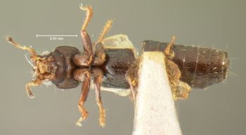 Media type: image;   Entomology 6550 Aspect: habitus ventral view